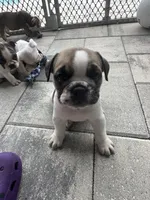 Ginger, a female English Bulldog for sale in Brooksville, FL – 1 of 5