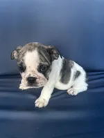 Lollie, a female English Bulldog for sale in Brooksville, FL – 10 of 10