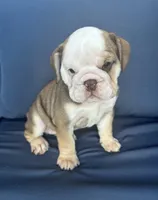 Latte, a female English Bulldog for sale in Brooksville, FL – 8 of 10