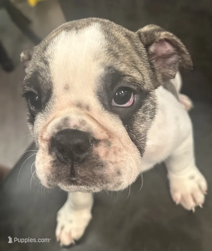 Lollie – English Bulldog puppy for sale in Brooksville, FL
