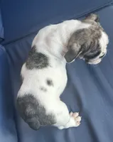 Lollie, a female English Bulldog for sale in Brooksville, FL – 5 of 10