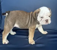 Latte, a female English Bulldog for sale in Brooksville, FL – 4 of 10