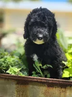 Patriot, a male Sheepadoodle for sale in Blanco, TX – 3 of 3