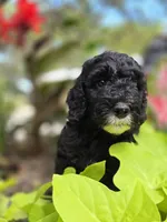 Lincoln, a male Sheepadoodle for sale in Blanco, TX – 1 of 8