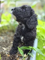 Lincoln, a male Sheepadoodle for sale in Blanco, TX – 3 of 8