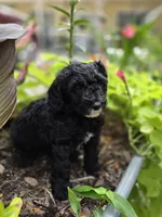 Lincoln, a male Sheepadoodle for sale in Blanco, TX – 4 of 8