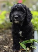 Lincoln, a male Sheepadoodle for sale in Blanco, TX – 6 of 8