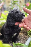 Lincoln, a male Sheepadoodle for sale in Blanco, TX – 2 of 8