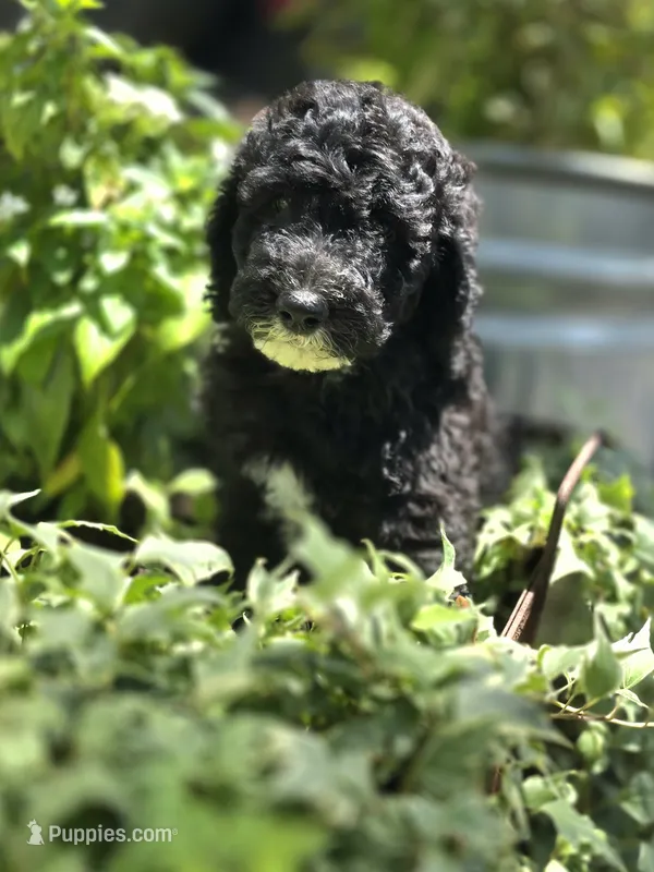 Patriot – Sheepadoodle puppy for sale in Blanco, TX