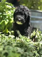 Patriot, a male Sheepadoodle for sale in Blanco, TX – 1 of 3
