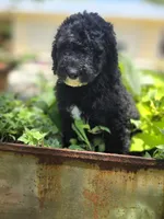 Patriot, a male Sheepadoodle for sale in Blanco, TX – 2 of 3
