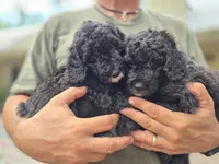 Lincoln, a male Sheepadoodle for sale in Blanco, TX – 8 of 8
