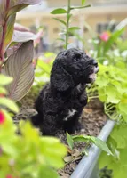 Lincoln, a male Sheepadoodle for sale in Blanco, TX – 7 of 8