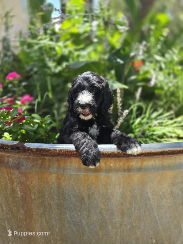 Piper – Sheepadoodle puppy for sale in Blanco, TX