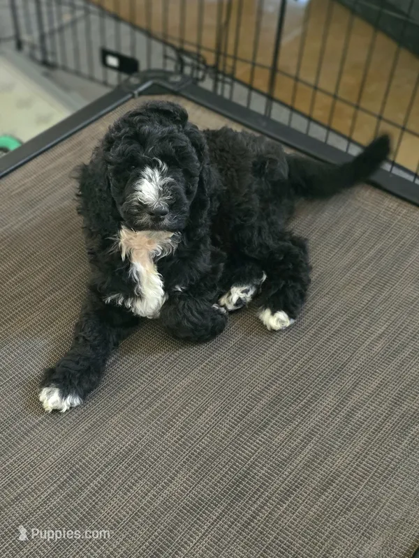 Cannon – Sheepadoodle puppy for sale in Blanco, TX