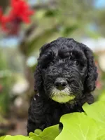 Lincoln, a male Sheepadoodle for sale in Blanco, TX – 5 of 8