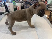 One , a female French Bulldog for sale in Baldwyn, MS – 3 of 4
