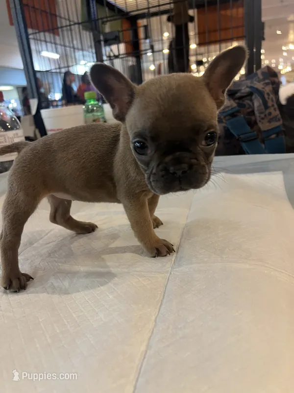One  – French Bulldog puppy for sale in Baldwyn, MS