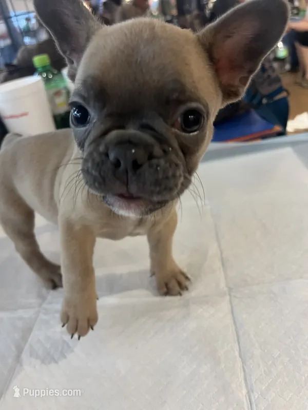 Two – French Bulldog puppy for sale in Baldwyn, MS