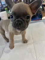 Two, a male French Bulldog for sale in Baldwyn, MS – 1 of 4