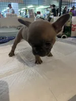 One , a female French Bulldog for sale in Baldwyn, MS – 2 of 4