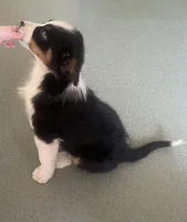 Archer, a male Australian Shepherd for sale in Sunbury, PA – Photo 1 of 3