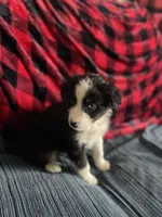 Archer, a male Australian Shepherd for sale in Sunbury, PA – Photo 3 of 3