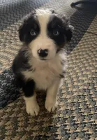 Archer, a male Australian Shepherd for sale in Sunbury, PA – Photo 2 of 3