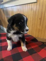 Cupid, a male Australian Shepherd for sale in Sunbury, PA – Photo 7 of 7