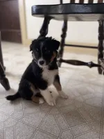 Cupid, a male Australian Shepherd for sale in Sunbury, PA – Photo 2 of 7