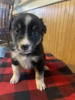 Cupid, a male Australian Shepherd for sale in Sunbury, PA – Photo 6 of 7