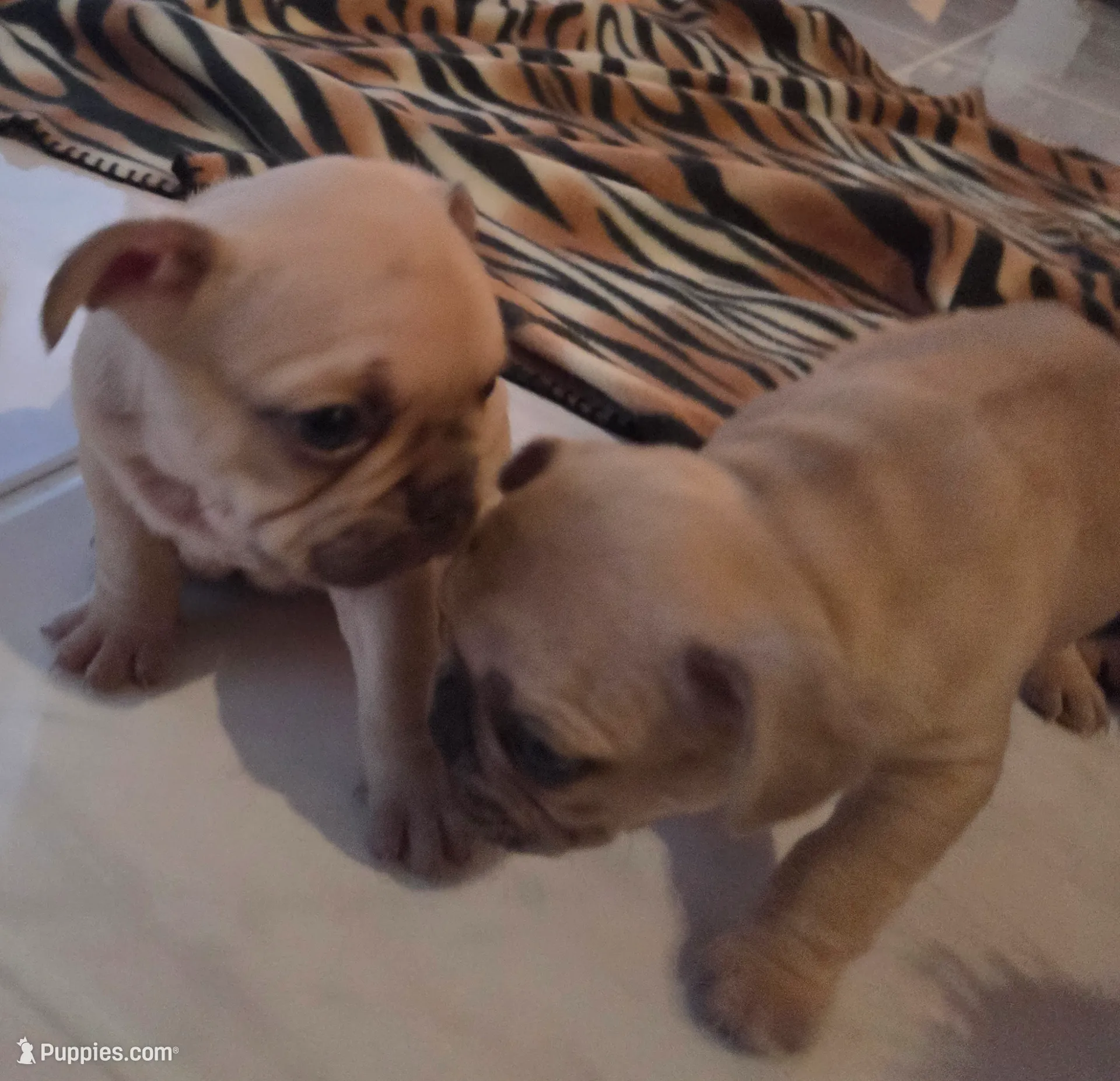 processed/bd022070-8aac-4312-953a-5ab36a80d9e2/listing/2388e61c-a071-47cf-b5d7-67d2d4982caf/095baf09-548b-4d75-bfb3-d50f146d8434