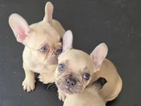 processed/bd022070-8aac-4312-953a-5ab36a80d9e2/listing/2388e61c-a071-47cf-b5d7-67d2d4982caf/6d84f6ef-a257-4d97-a5d4-d127f9b22fe6