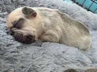 processed/bd022070-8aac-4312-953a-5ab36a80d9e2/listing/50f98e43-d3f1-4c40-afa2-b6c54a3091cc/ca2d86e7-63f2-4310-802c-57483e3ff693