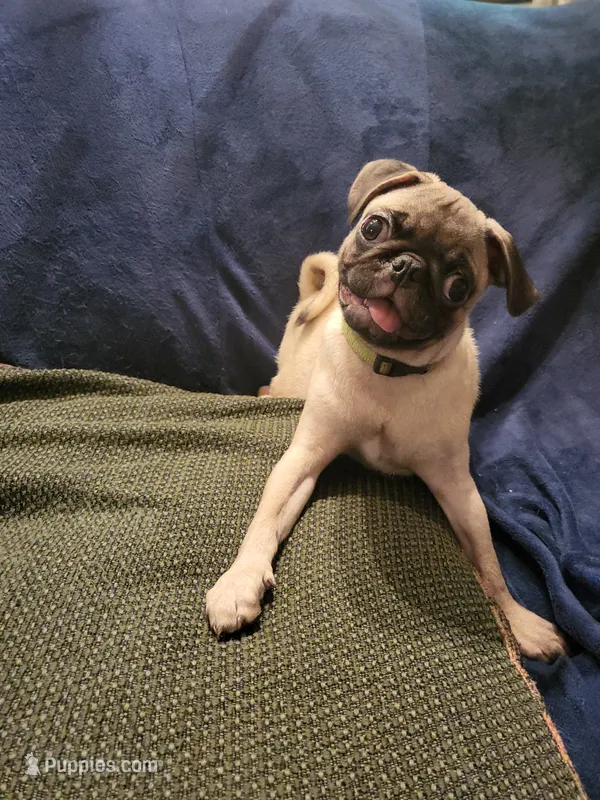 Beanie  – Pug puppy for sale in Aiken, SC