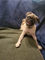 Beanie , a male Pug for sale in Aiken, SC – 1 of 10