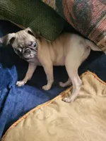 Beanie , a male Pug for sale in Aiken, SC – 2 of 10