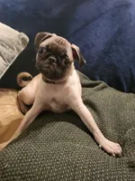 Beanie , a male Pug for sale in Aiken, SC – 10 of 10