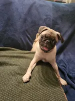 Beanie , a male Pug for sale in Aiken, SC – 4 of 10
