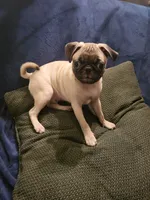 Beanie , a male Pug for sale in Aiken, SC – 5 of 10