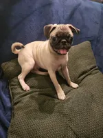 Beanie , a male Pug for sale in Aiken, SC – 9 of 10