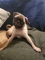 Beanie , a male Pug for sale in Aiken, SC – 7 of 10