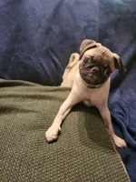 Beanie , a male Pug for sale in Aiken, SC – 6 of 10