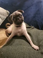 Beanie , a male Pug for sale in Aiken, SC – 8 of 10
