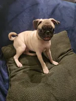 Beanie , a male Pug for sale in Aiken, SC – 3 of 10