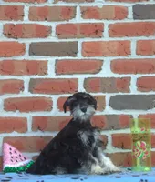 Rocksteady, a male Miniature Schnauzer for sale in Pine Grove, PA – 2 of 2