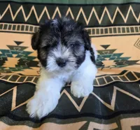 GusGus, a male Miniature Schnauzer for sale in Pine Grove, PA – 3 of 3