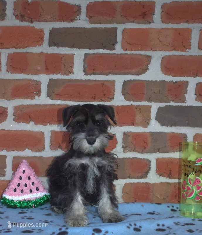 Raphael – Miniature Schnauzer puppy for sale in Pine Grove, PA