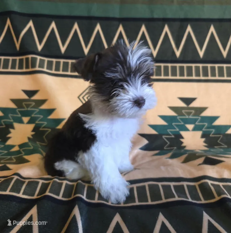 Lady Tremaine – Miniature Schnauzer puppy on hold in Pine Grove, PA