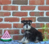Leonardo, a male Miniature Schnauzer for sale in Pine Grove, PA – 1 of 2